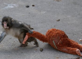 The Heartfelt Beauty of Connection: A Review of 'The Little Monkey and the Plush Toy'